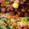 Bulk chinese chestnuts for sale